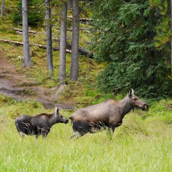 En älg och kalv i ett gräsbevuxet område.