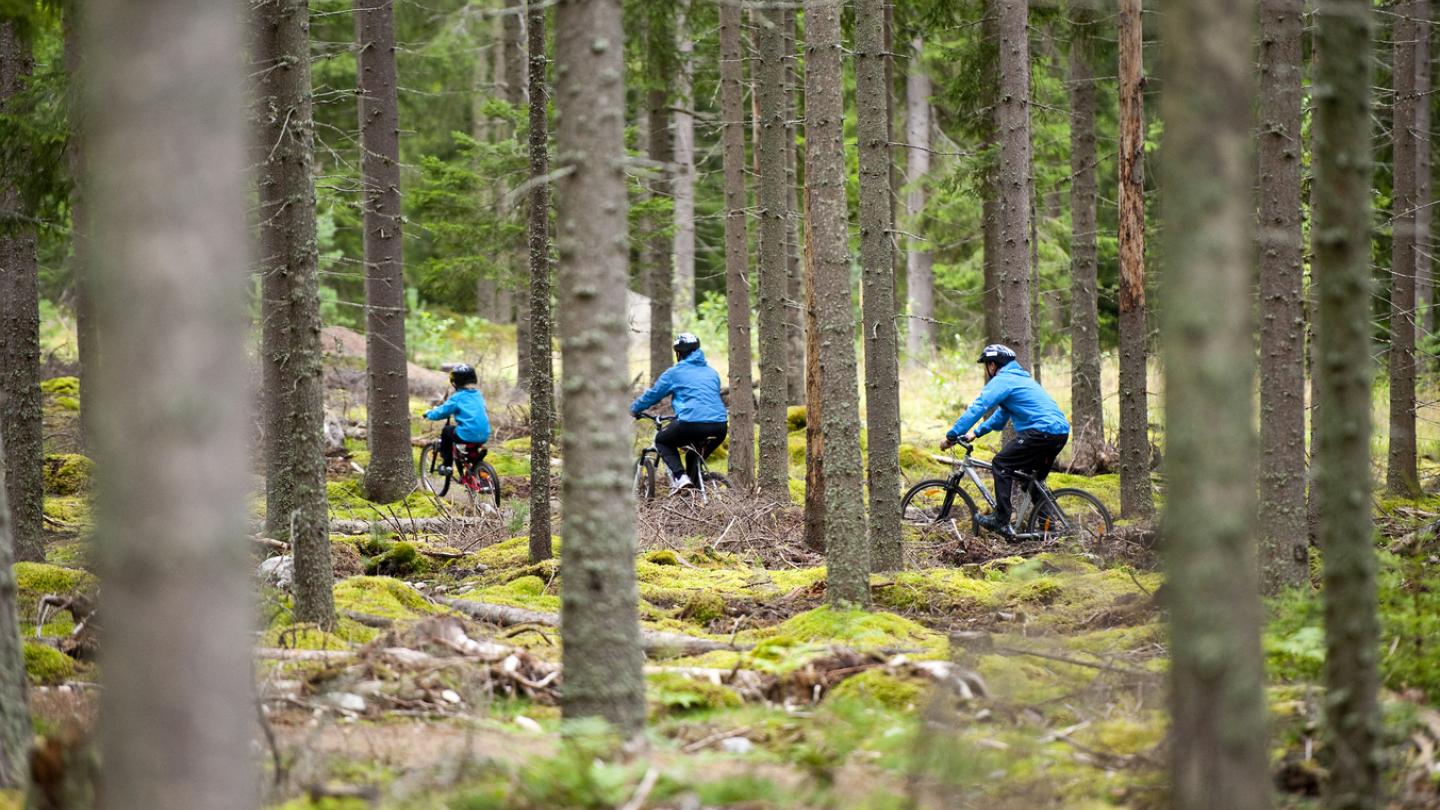 Tre personer som cyklar längs en skogsled.