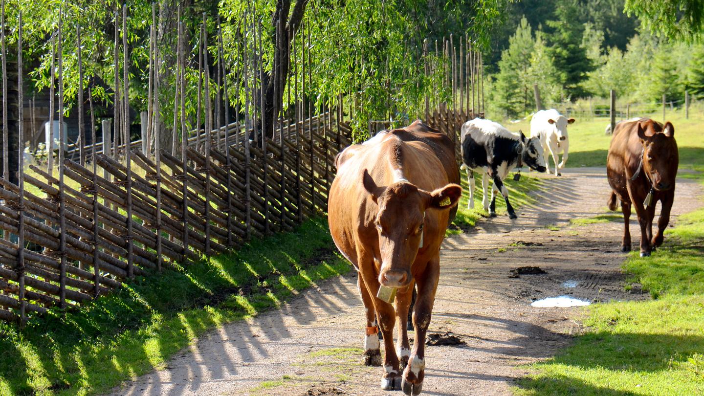 En grupp kor går längs en grusväg bredvid en gärdesgård.
