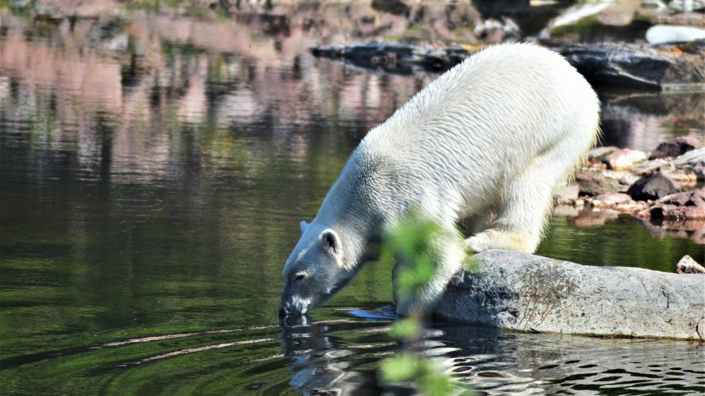 Isbjörn som dricker vatten på Orsa Rovdjurspark.
