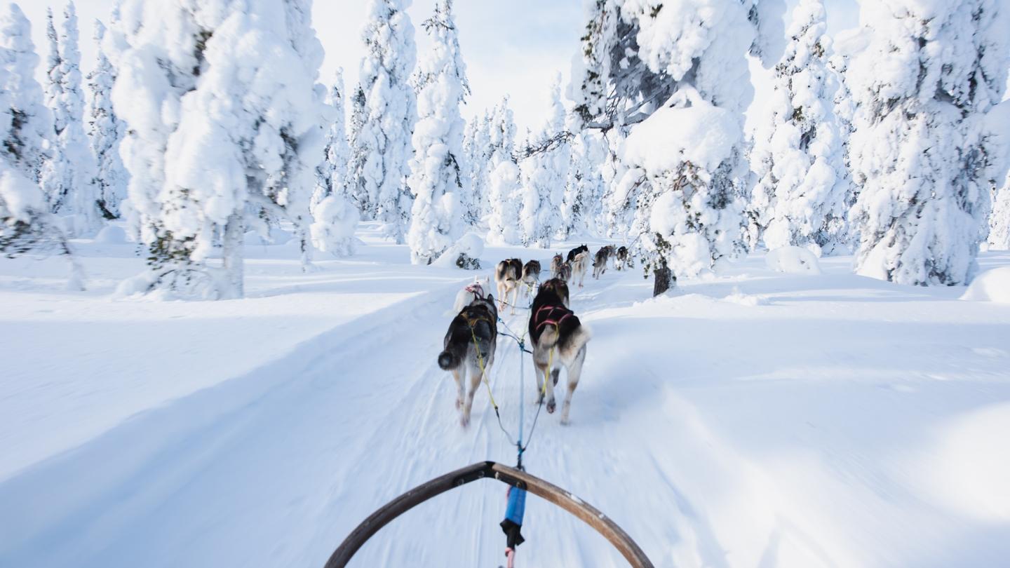 Hundar som drar en släde i snön.