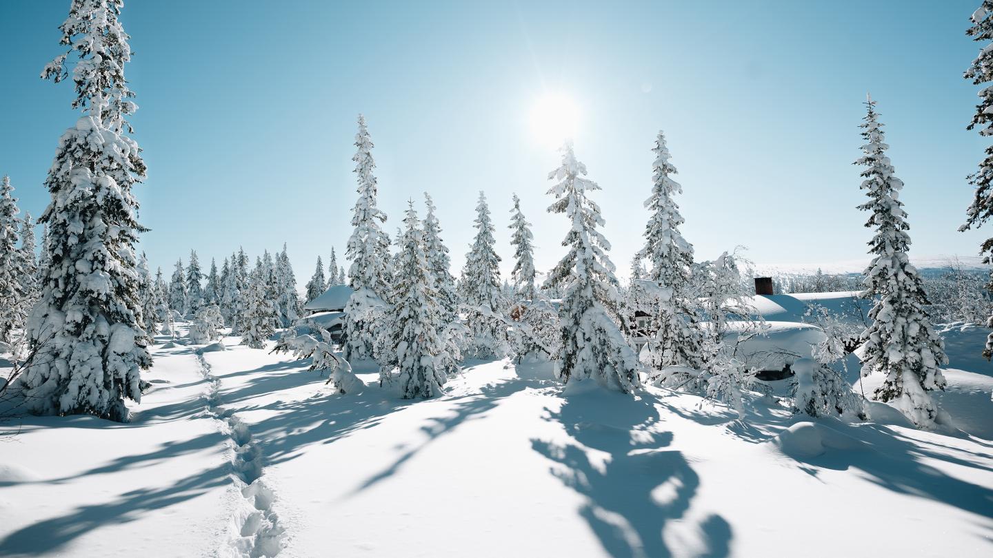 Snötäckt skog och strålande sol.