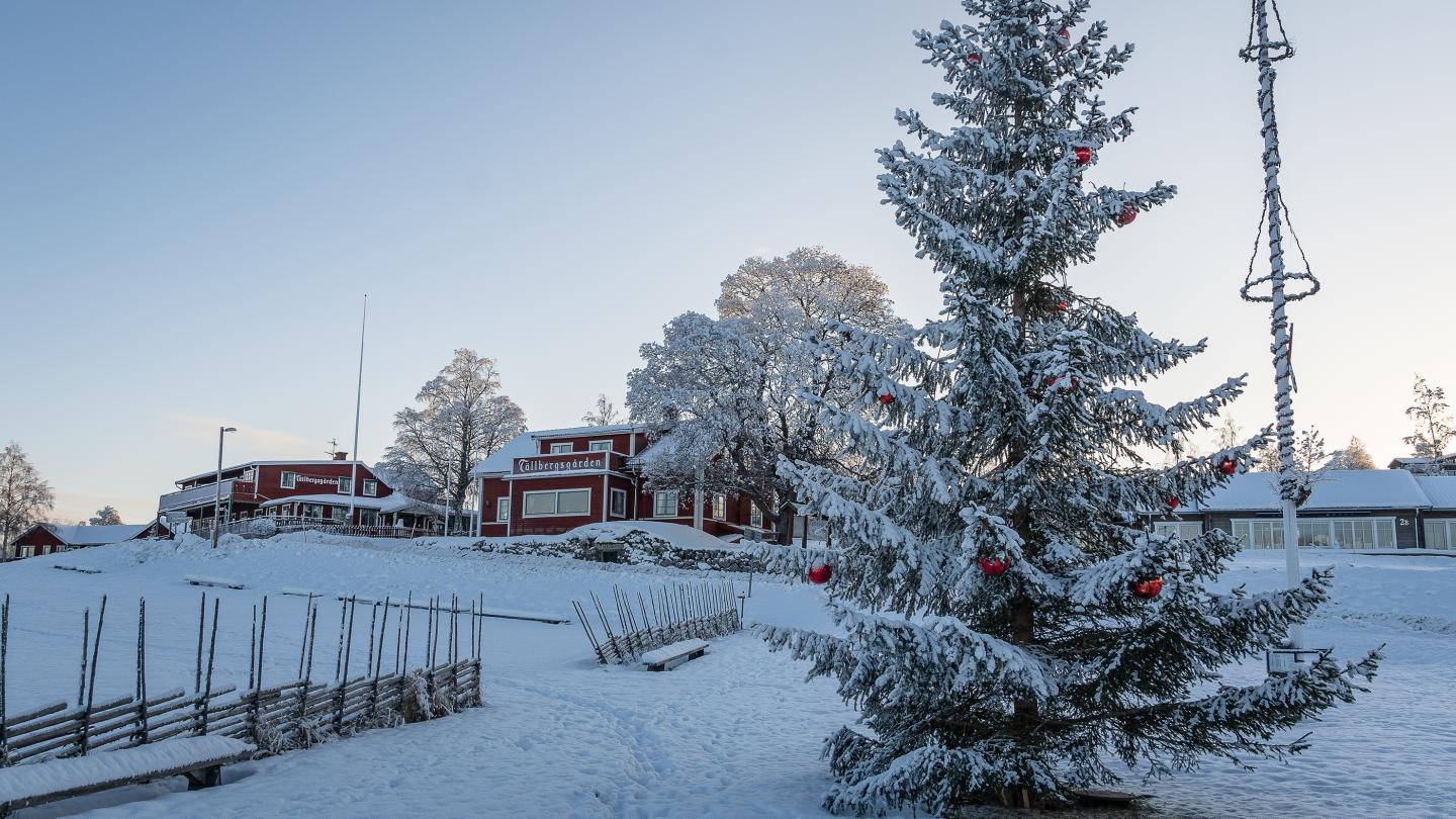 Vintrig vy över Tällberg med snöig gärdesgård, gran och midsommarstång.