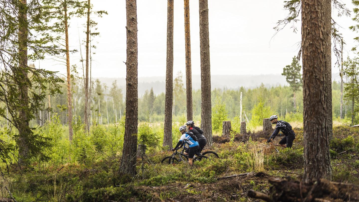 Cyklister på skogsled.