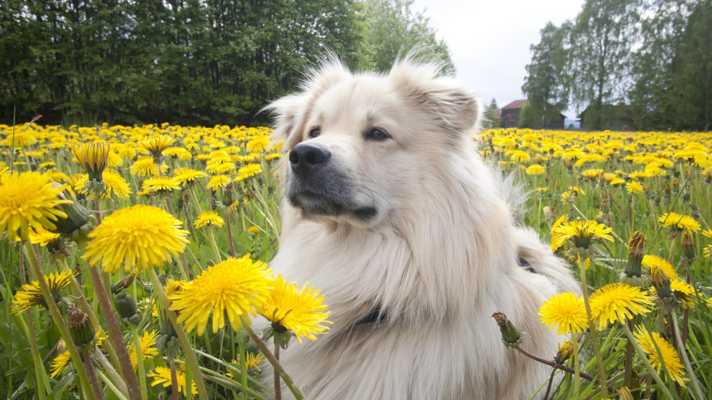 Hund som sitter vid en blommig äng.