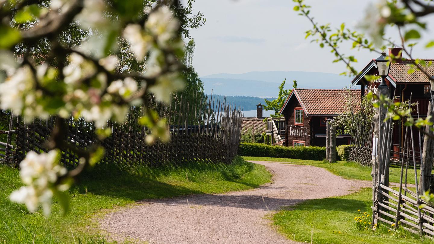 Vacker vy över Tällberg med gärdesgård, blommande träd och små stugor.