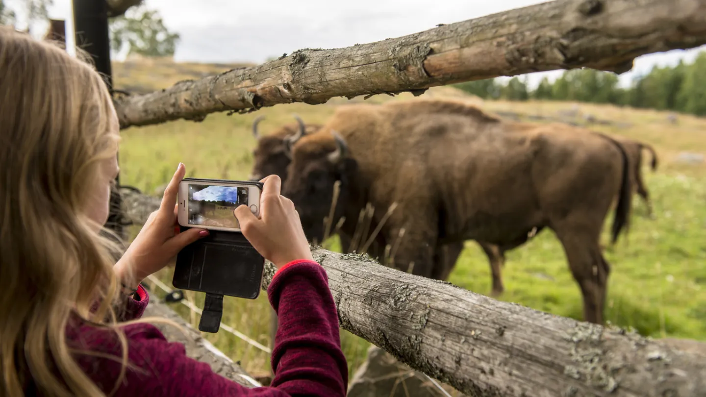 Flicka tar mobilfoto på två visenter på Avesta Visentpark.