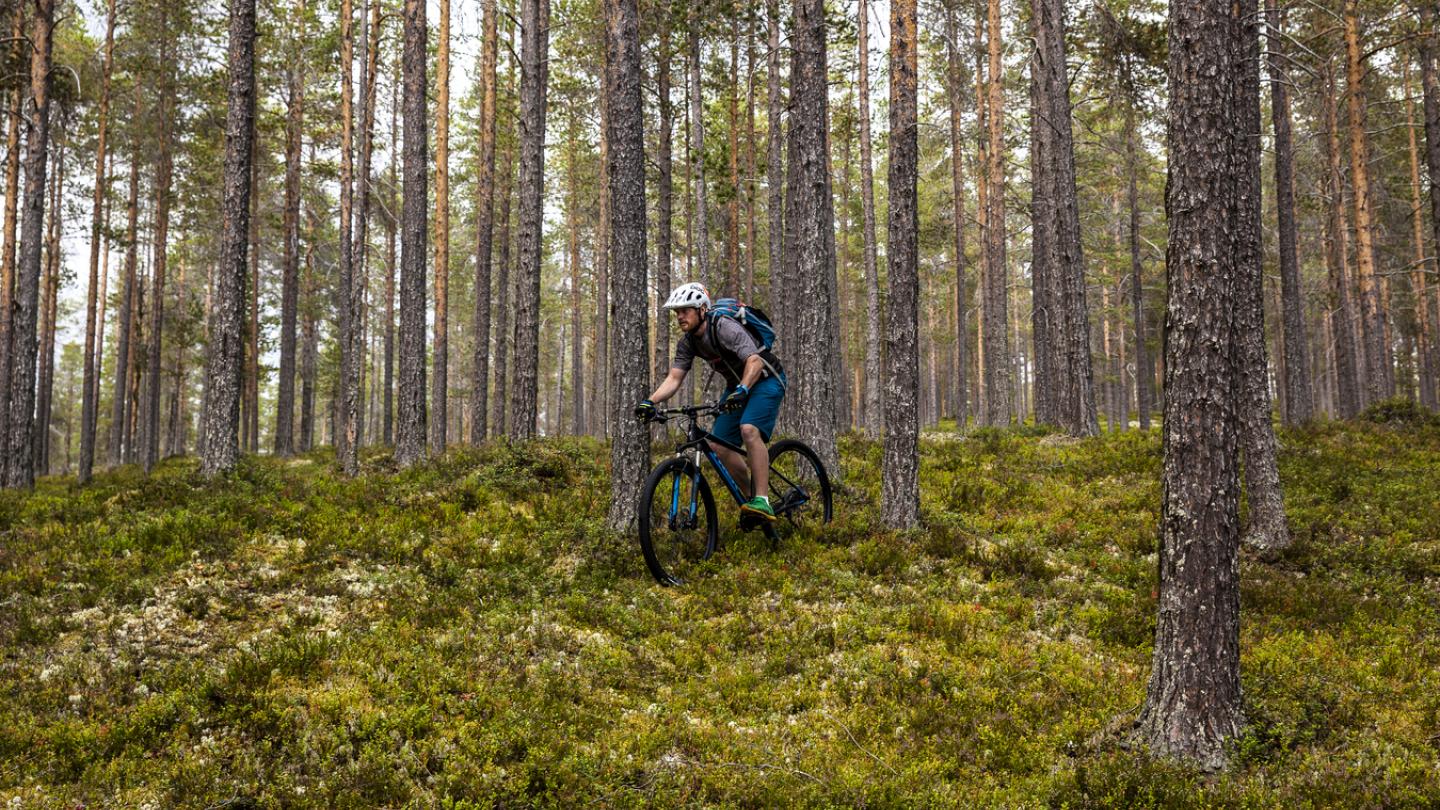 MTB cyklare längs en skogsled.